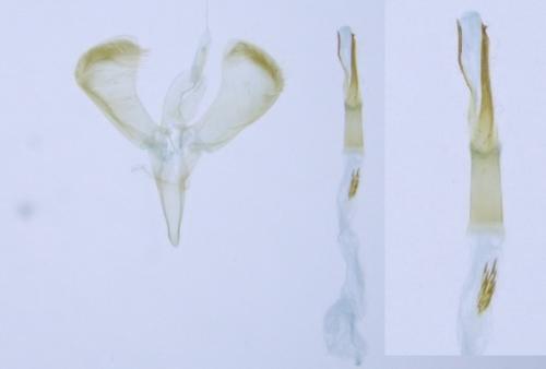 Réf. 350 612 : Caloptilia elongella